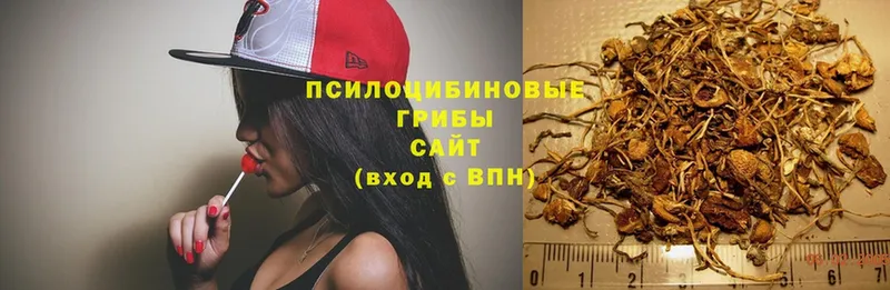 Галлюциногенные грибы Psilocybe  Полесск 